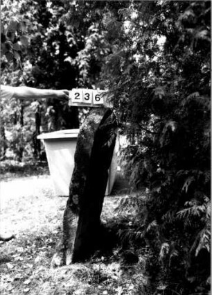 Grabstein 236