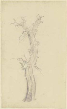 Kahler Baum