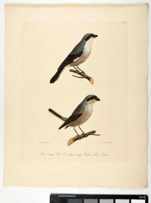 Lanius minor. Linn. Der schwarzstirnige Würger. 1. Mas. 2. Femina. - Schwarzstirnwürger. Lanius minor; mas. fem. - Zeichner: Ambrosius Gabler; Stecher: Johann Carl Bock