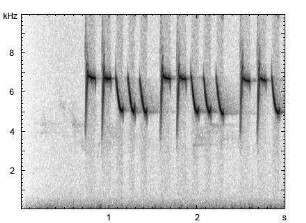 Blaumeise | Cyanistes caeruleus - Gesang