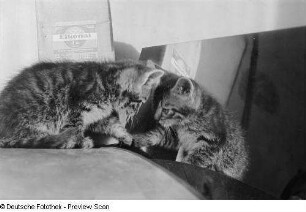 Eine junge Katze, die in einen Spiegel schaut, dahinter eine Packung Agfa Eikonal Entwickler