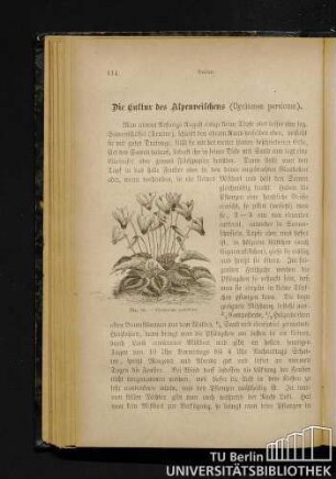 Die Cultur des Alpenveilchens (Cyclamen persicum).