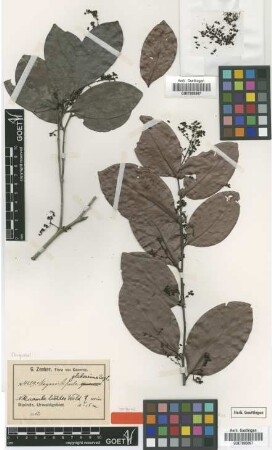 Magnistipula glaberrima Engl. [isotype]