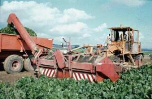 Fotografie: Erntetechnik, Zuckerrübe, Zweiphasiges Ernteverfahren, Parallelverfahren, Blattbergung