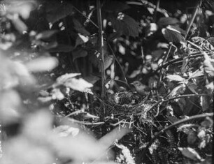 Gartengrasmücke : Gartengrasmücke (Sylvia borin Boddaert)
