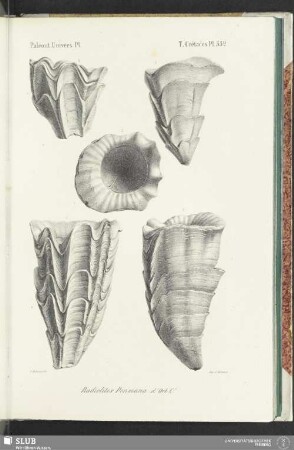 Pl. 552