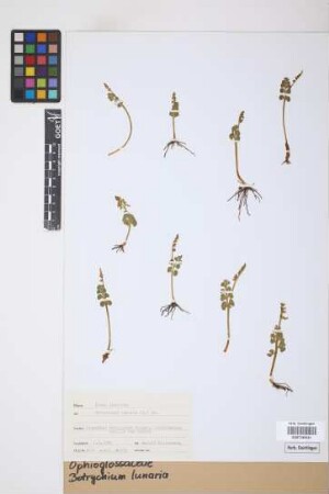 Botrychium lunaria