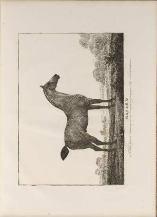 Illustration: Bayard. im Fr. Wilh. Gestüt vom Turcmainatty ...