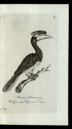No 21. Buceros Rhinoceros. Der Calao oder Rhinoceros Vogel.