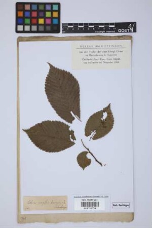 Ulmus campestris subsp. brevipeduncula