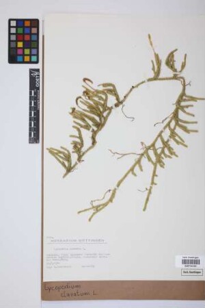 Lycopodium clavatum clavatum L.
