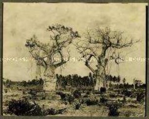 Abgestorbene Affenbrotbäume (Baobab)