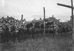 Am Weinberg : Blick auf einen Weinberg