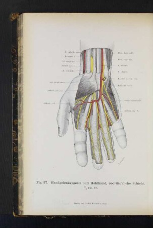 Fig. 57. Handgelenkgegend und Hohlhand, oberflächliche Schicht.