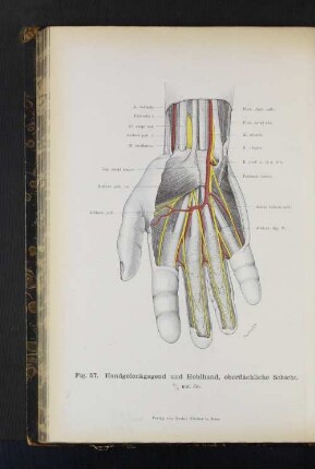 Fig. 57. Handgelenkgegend und Hohlhand, oberflächliche Schicht.