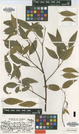 Wikstroemia perdita O.Deg. & I.Deg. [isotype]
