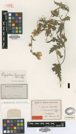 Caiophora tucumana Urb. & Gilg [type]