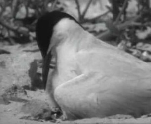 Sterna macrura (Laridae) - Brüten und Hudern