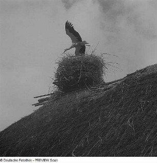 Storchennest auf einem Dach