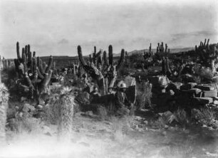 Inka-Ruinen von Palqui : Ein Mann vor Inka-Ruinen von Palqui (heute vermutlich der Fundort Pucunayoi), davor eine Ansammlung von Kakteen.