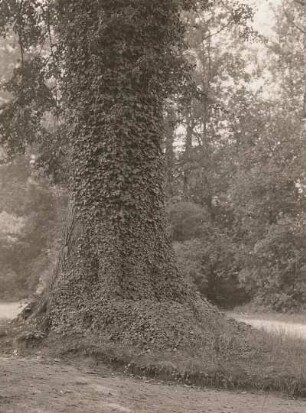 Dahlen. Schloßpark. Von Efeu (Hedera helix) umrankter Stamm einer Linde