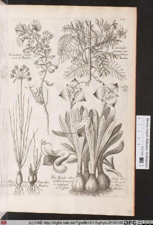 [Prunkwinden und andere Blumen]