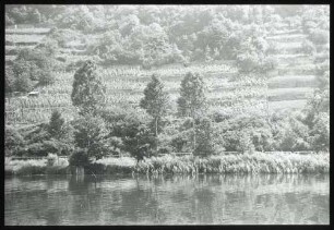 Ufer am mittleren Neckar