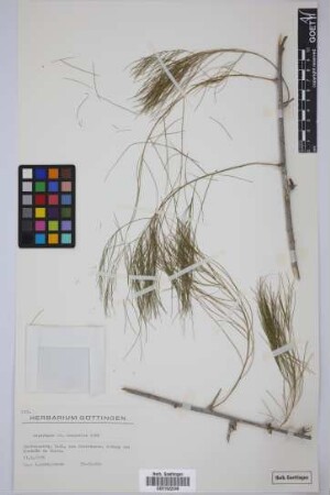 Asparagus cf. scoparius Lowe