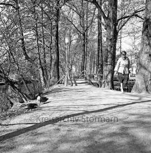 Bürgerpark: Am Bürgerpark: vorne Enten und Fußgänger, dahinter Stadtarm der Trave mit Holzbrücke, Blick Richtung Westen