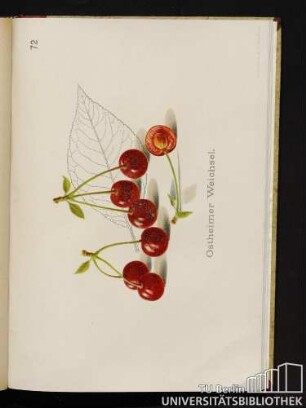 72. Ostheimer Weichsel.