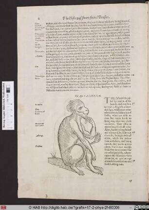 The Ape Calitrich.