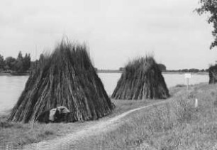 Bau von Faschinen-Senkwürsten am Rhein