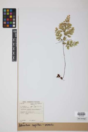 Adiantum capillus-veneris