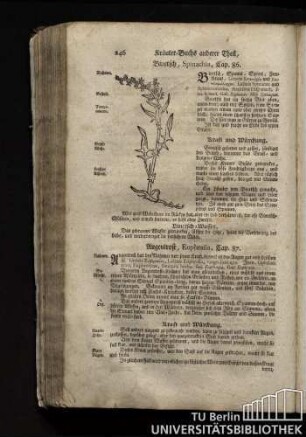Cap. 87. Augentrost, Euphrasia.