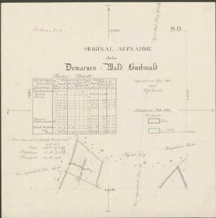 Original-Aufnahme über den Domaenen-Wald Buchwald. Section No. 2
