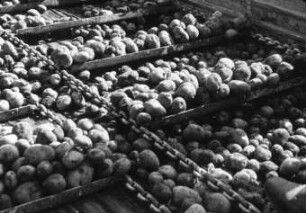Entladen von Kartoffeln mit T087