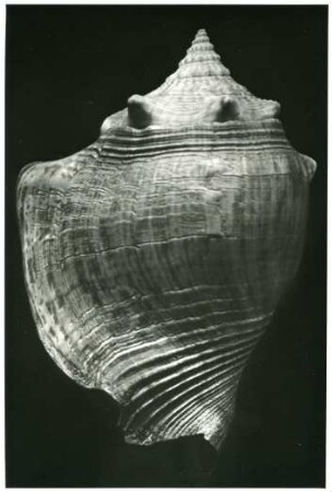 Strombus alatus Gmel. pyrulatus Lam.