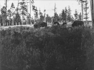 Bisons : Bisons beim Grasen, möglicherweise im Point Defiance Park Zoo