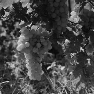 Landschaftsbild der bulgarischen Rhodopen. Weinlese um Peruschtiza