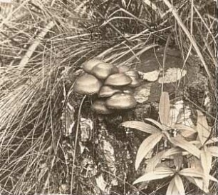 Europa. Stockschwämmchen (Kuehneromyces)