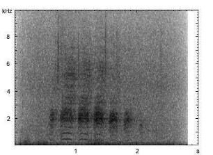 Stockente | Anas platyrhynchos - Ruf