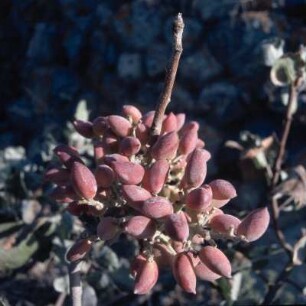 Thera = Santorini. Erntereifes Nussbüschel an einem Pistazienstrauch (Pistacia vera) bei Kamari. K1