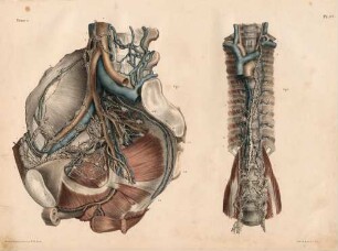 Lymphgefäße und Lymphdrüsen am Becken / Ductus thoracicus