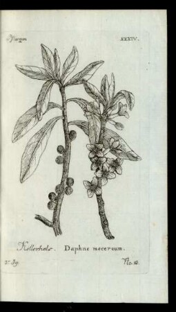 No 13. Kellerhals. Daphne mecereum.
