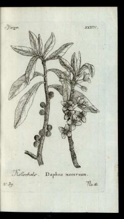 No 13. Kellerhals. Daphne mecereum.