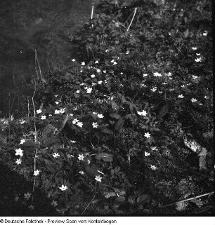 Privataufnahmen der Familien Höhne oder Pohl (unter anderem Radwanderung) und Buschwindröschen (Anemone nemorosa) in einem Seitental der Elbe