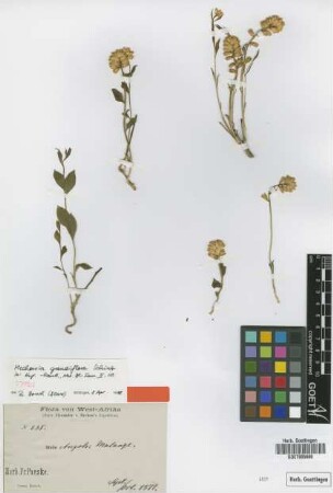 Mechowia grandiflora Schinz [type]