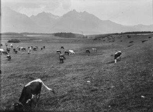 Kühe auf Weideland : Kuhherde auf Weideland, mit hohem Gebirge im Hintergrund