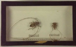 Zimmermannsbock, Acanthocinus aedilis L., Männchen, Weibchen