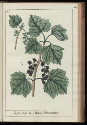 55. Ribes nigrum. Schwarze Johannisbeere